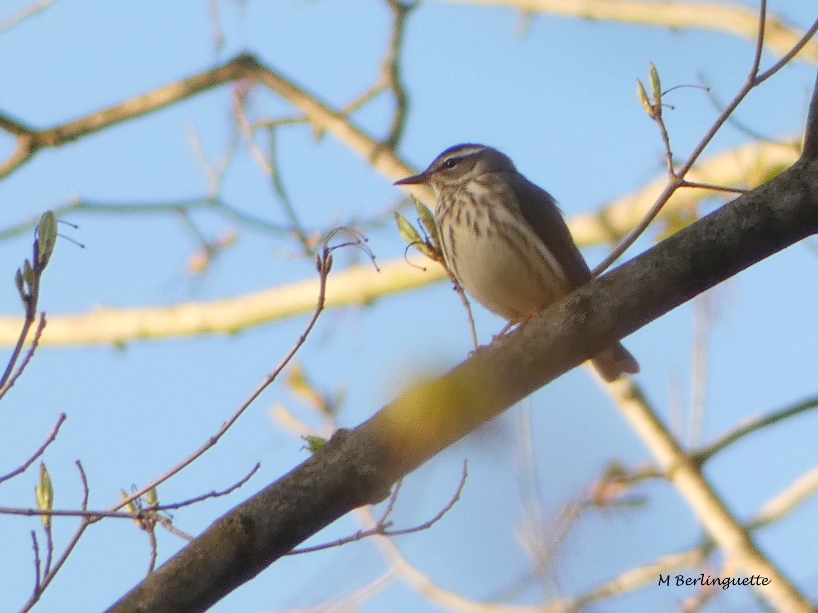 2018-05-09 Paruline hochequeue.JPG